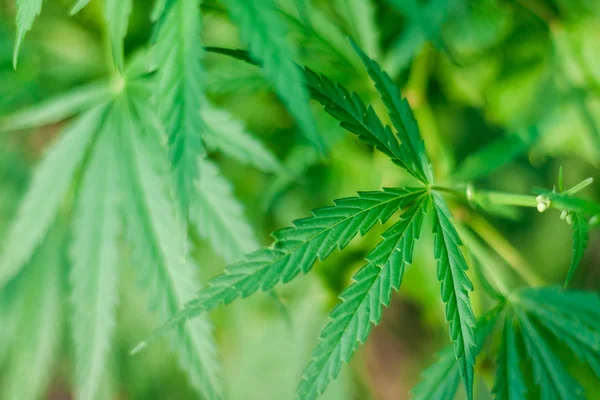 Kenevir tohumu ile büyük marihuana yaprakları ile Yeşil esrar Bush.