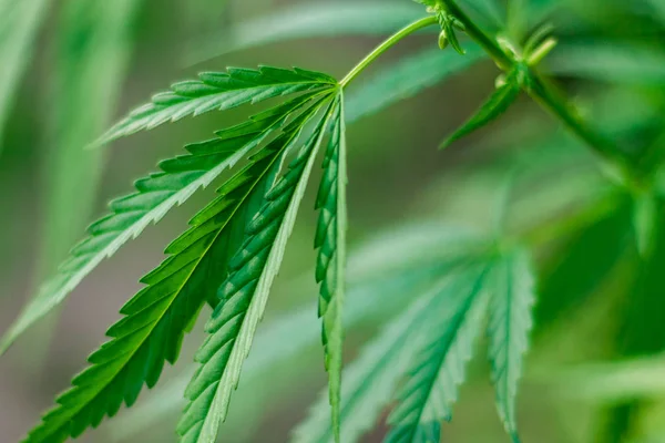 Kenevir tohumu ile büyük marihuana yaprakları ile Yeşil esrar Bush.