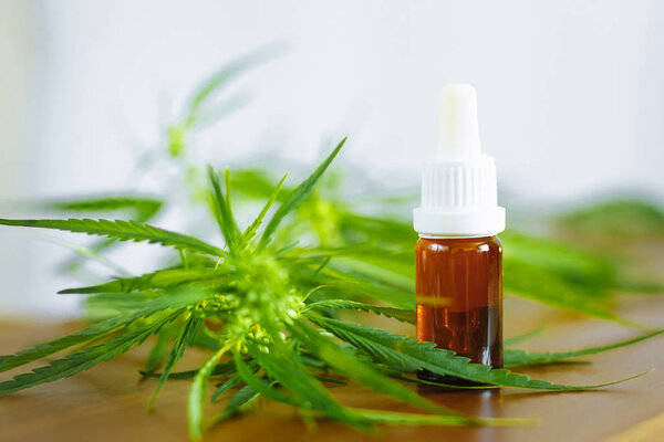 Bottle of CBD oil on cannabis background. Medical cannabis with 