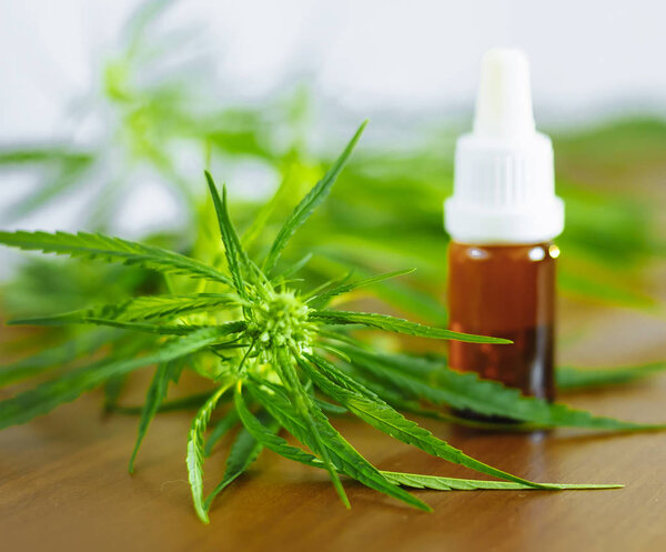 Bottle of CBD oil on cannabis background. Medical cannabis with 