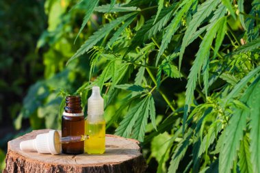 Esrar arka planda CBD yağı bir şişe. Wellness kenevir Cannabid