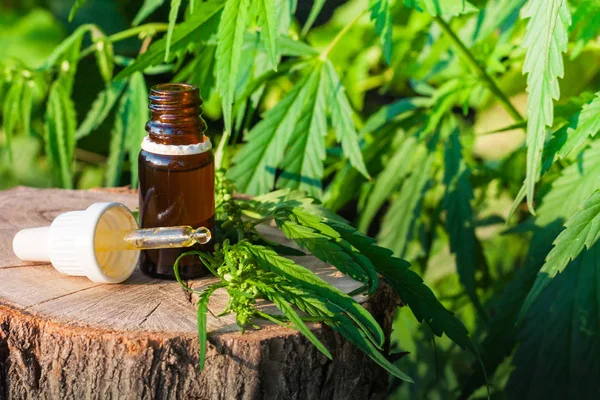 Hemp CBD olej Pipeta, butelka oleju marihuany, ekstrakty konopi w — Zdjęcie stockowe