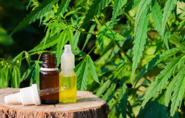 Esrar bitki, CBD yağ pipet karşı esrar yağı bir şişe.