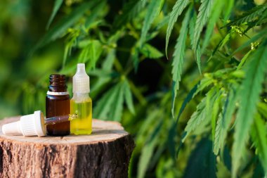 Esrar bitki, CBD yağ pipet karşı esrar yağı bir şişe.