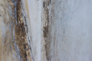 Beyaz arka planda küf, beyaz arka planda mantar, bakteri o