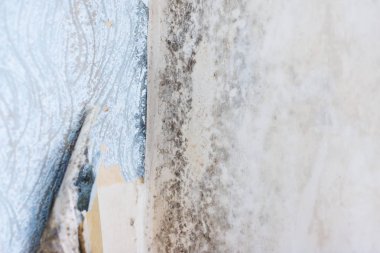 Bir pervanenin iç duvarlarında küf büyümesine neden olan su hasarı