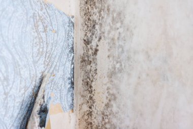 Bir pervanenin iç duvarlarında küf büyümesine neden olan su hasarı