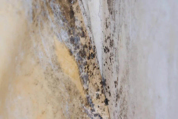 Beyaz arka planda küf, beyaz arka planda mantar, bakteri o