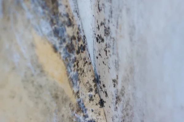 Water damage causing mold growth on the interior walls of a prop