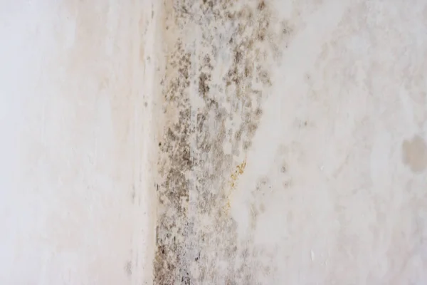 Mold on white background, fungus on white background, bacteria o