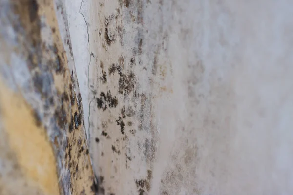 Mold on white background, fungus on white background, bacteria o