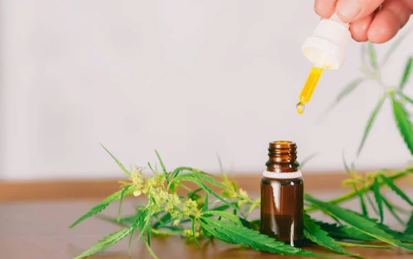 Cannabis plant herbal pharmaceutical CBD oil from jar. Wellness — Stock Photo, Image