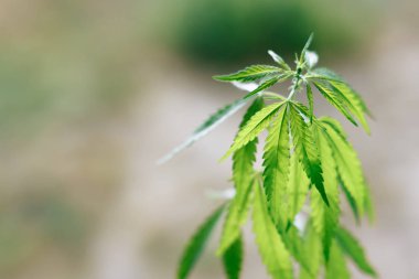 Esrar bitki açık havada büyüyen, sıcak sabah ışığı ile aydınlatılmış. Kült