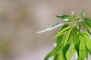 Esrar bitki açık havada büyüyen, sıcak sabah ışığı ile aydınlatılmış. Kült