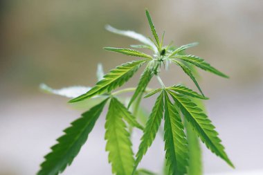 Esrar bitki açık havada büyüyen, sıcak sabah ışığı ile aydınlatılmış. Kült