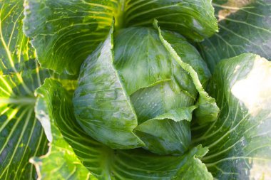 Bahçede büyük yeşil lahana. Tarlada yetişen lahana r