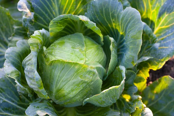 Grand chou vert dans le jardin. Chou cultivé dans le champ est r — Photo