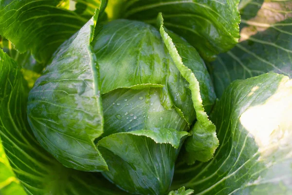 Le chou cultivé dans le champ est prêt pour la récolte. Grand cabba vert — Photo