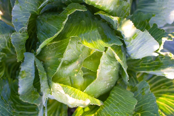 Cabbage grown in the field is ready for harvest. Big green cabba — Stock Photo, Image
