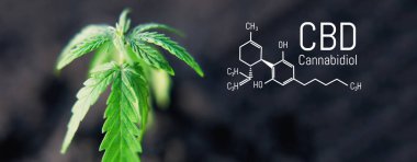 Kenevir yaprağı marihuana, Cbd Kimyasal formülü, güzel sırt ağrısı.