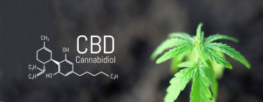 Kenevir yaprağı marihuana, Cbd Kimyasal formülü, güzel sırt ağrısı.