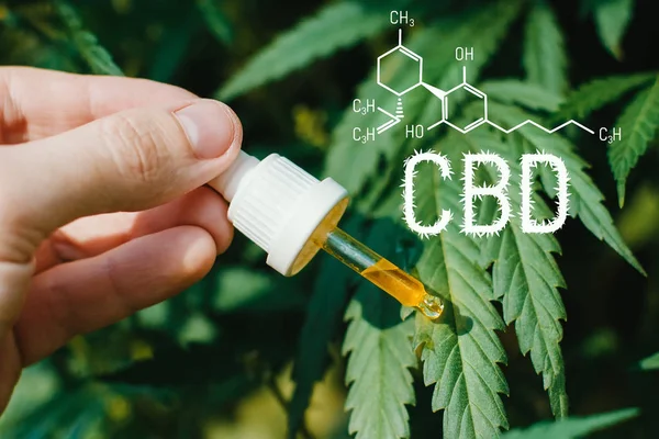 Concept de production de marijuana naturelle de haute qualité huile de CBD . — Photo
