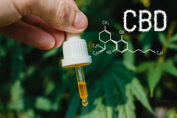 Concept of production of high quality natural marijuana CBD oil.