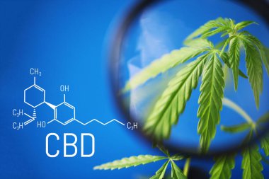 Mavi zemin üzerinde CBD formülünün kenevir resmi. Tıbbi esrar konsepti, CBD kenevir formülü. Bilim, marihuana araştırması. Kenevir ve yeşil kenevirin tematik fotoğrafları. Mavi arkaplan resmi