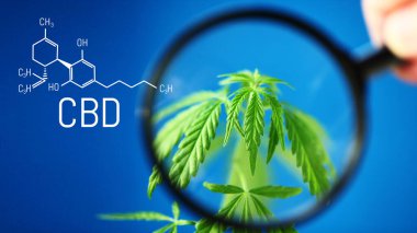 Mavi zemin üzerinde CBD formülünün kenevir resmi. Tıbbi esrar konsepti, CBD kenevir formülü. Bilim, marihuana araştırması. Kenevir ve yeşil kenevirin tematik fotoğrafları. Mavi arkaplan resmi