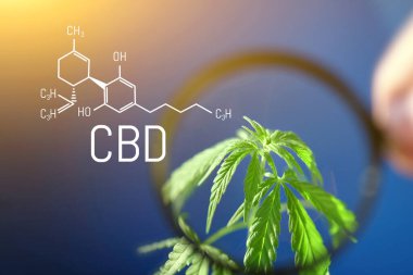 Mavi zemin üzerinde CBD formülünün kenevir resmi. Tıbbi esrar konsepti, CBD kenevir formülü. Bilim, marihuana araştırması. Kenevir ve yeşil kenevirin tematik fotoğrafları. Mavi arkaplan resmi