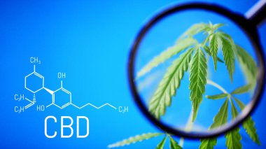 Yeşil kenevir çalısı olan mavi arka plan üzerindeki CBD formülü, CBD yağı ve kenevir içeren ürünlerin üretimi için kenevir yetiştirme kavramı