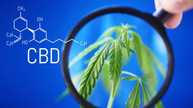 Yeşil kenevir çalısı olan mavi arka plan üzerindeki CBD formülü, CBD yağı ve kenevir içeren ürünlerin üretimi için kenevir yetiştirme kavramı