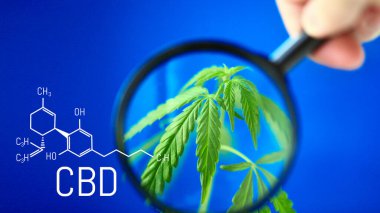 Yeşil kenevir çalısı olan mavi arka plan üzerindeki CBD formülü, CBD yağı ve kenevir içeren ürünlerin üretimi için kenevir yetiştirme kavramı