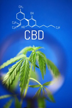 CBD Cannabidiol formülü. Kenevir yağı, CBD yağ kenevir özü. Tıbbi marihuana konsepti. Marihuana bitkisine karşı esrar yağı. Bitkisel tedavi, Alternatif tıp. Biyolojik tıp ve ekoloji