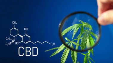 CBD Cannabidiol formülü. Kenevir yağı, CBD yağ kenevir özü. Tıbbi marihuana konsepti. Marihuana bitkisine karşı esrar yağı. Bitkisel tedavi, Alternatif tıp. Biyolojik tıp ve ekoloji