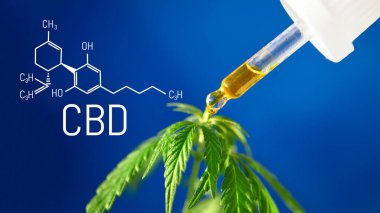 Mavi arkaplanda CBD kenevir damlaları damlatıcıya yakın plan