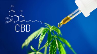 Mavi arkaplanda CBD kenevir damlaları damlatıcıya yakın plan
