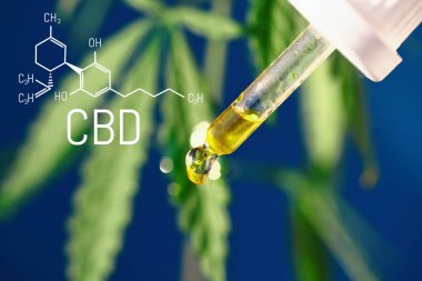 Mavi arkaplanda CBD kenevir damlaları damlatıcıya yakın plan