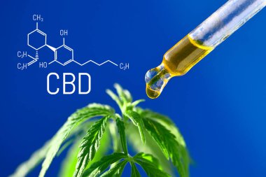 Mavi arkaplanda CBD kenevir damlaları damlatıcıya yakın plan