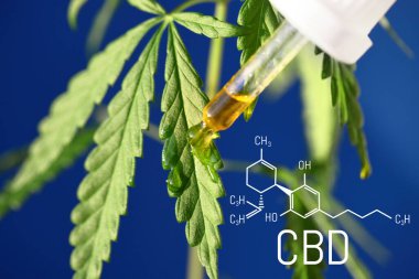 Mavi arkaplanda CBD kenevir damlaları damlatıcıya yakın plan