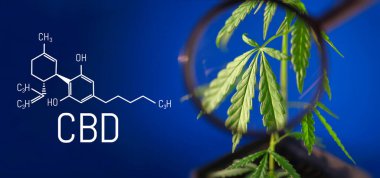 Mavi zemin üzerinde CBD formülünün kenevir resmi. Tıbbi esrar konsepti, CBD kenevir formülü. Bilim, marihuana araştırması. Kenevir ve yeşil kenevirin tematik fotoğrafları. Mavi arkaplan resmi