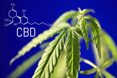 Yeşil kenevir çalısı olan mavi arka plan üzerindeki CBD formülü, CBD yağı ve kenevir içeren ürünlerin üretimi için kenevir yetiştirme kavramı
