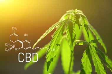 Bulanık arka planda yeşil bir saksıda kenevir çalısı olan CBD formülü. CBD petrol ve kanabinoit içeren ürünlerin üretimi için esrar yetiştirme kavramı