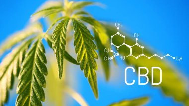 CBD Cannabidiol formülü. Kenevir yağı, CBD yağ kenevir özü. Tıbbi marihuana konsepti. Marihuana bitkisine karşı esrar yağı. Bitkisel tedavi, Alternatif tıp. Biyolojik tıp ve ekoloji