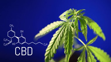 CBD Cannabidiol formülü. Kenevir yağı, CBD yağ kenevir özü. Tıbbi marihuana konsepti. Marihuana bitkisine karşı esrar yağı. Bitkisel tedavi, Alternatif tıp. Biyolojik tıp ve ekoloji