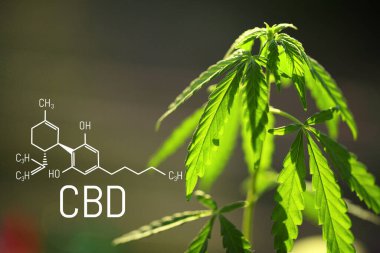 CBD Cannabidiol formülü. Kenevir yağı, CBD yağ kenevir özü. Tıbbi marihuana konsepti. Marihuana bitkisine karşı esrar yağı. Bitkisel tedavi, Alternatif tıp. Biyolojik tıp ve ekoloji