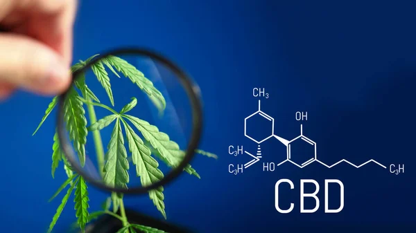 Imagen Cannabis Fórmula Cbd Sobre Fondo Azul Concepto Cannabis Medicinal —  Fotos de Stock
