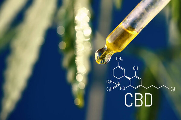 Drops of CBD hemp in dropper close-up on blue background