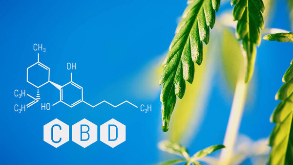 Cannabis image of CBD formula on blue background. Medical cannabis concept, CBD cannabidiol formula. Science, research marijuana. Thematic photos of hemp and green ganja. Blue background image