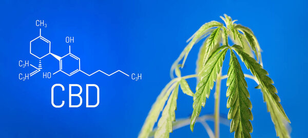 Hemp of the formula CBD cannabidiol. Hemp oil, CBD oil cannabis extract. Medical marijuana concept. Cannabis oil against Marijuana plant. Herbal Treatment, Alternative Medicine. Bio-medicine and ecolog